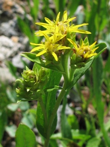 Oreochrysum parryi